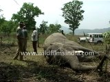 Elephant killed by poachers!