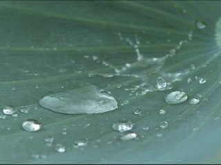water drops on the surface of a lotus leaf