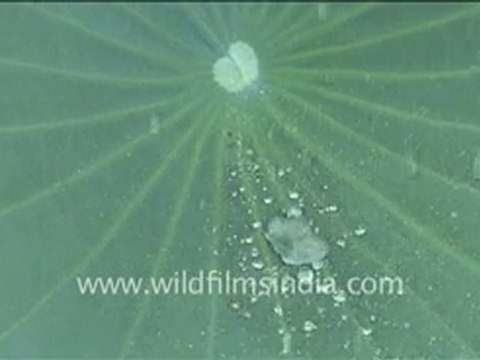 Fantastic! Water droplets on Lotus Leaves