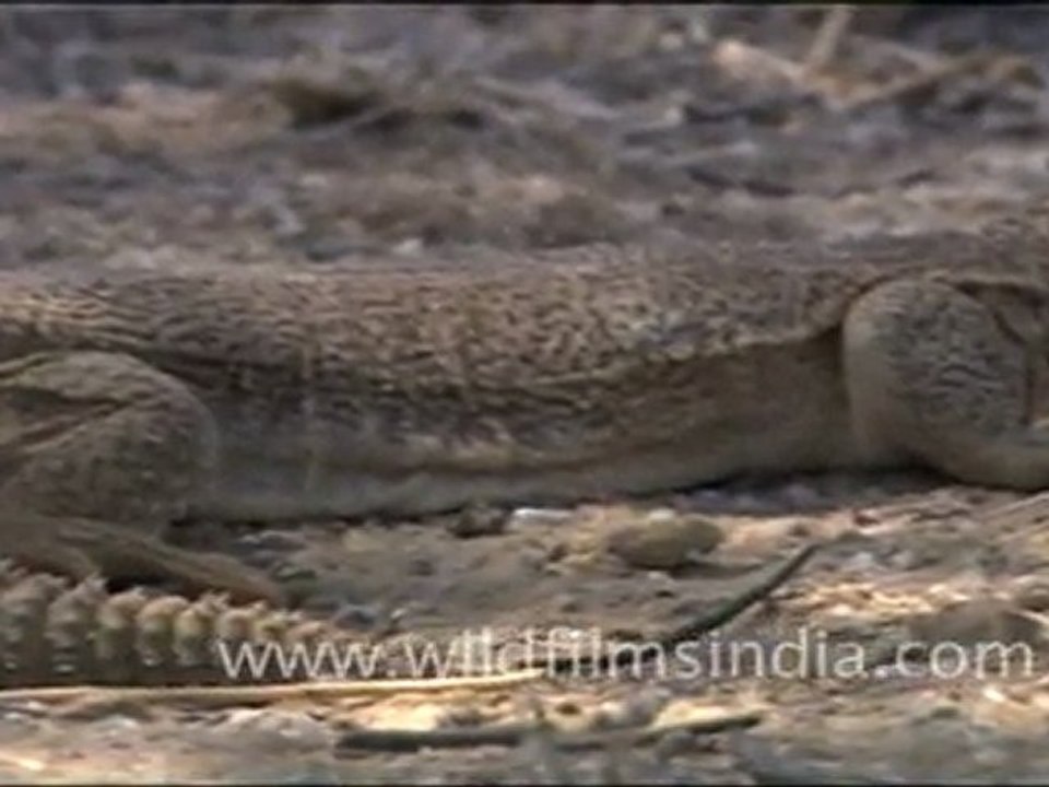 Indian spiny-tailed lizard