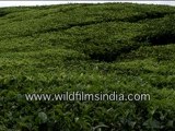 Tea garden in Kerala