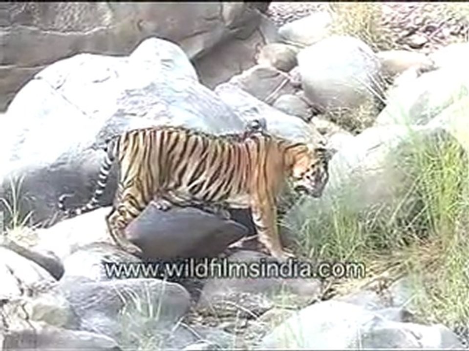 Tigress with cubs!