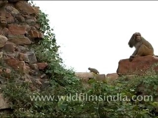 Macaques at Tughluqabad Fort