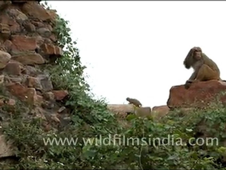 Macaques at Tughluqabad Fort