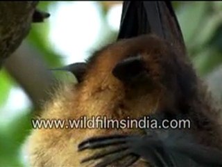 Bat hanging from a tree