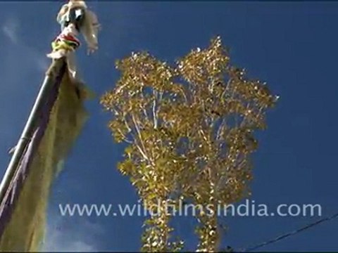 Trees in Ladakh