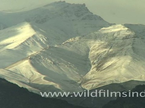 Himalayan Fox at its Kill, Ladakh