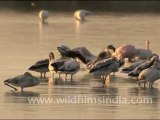 Group of Flamingos in Sambhar Lake