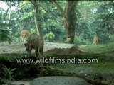 Lioness and her cubs