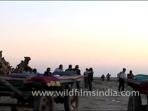 Camels in Rann Festival, Gujarat