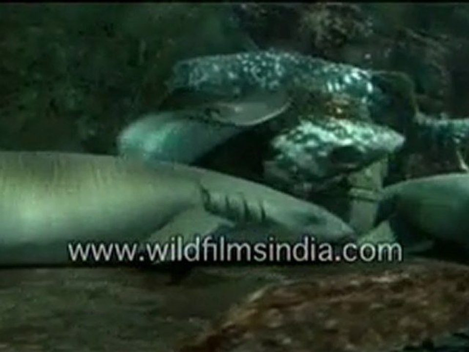 Sharks in an aquarium