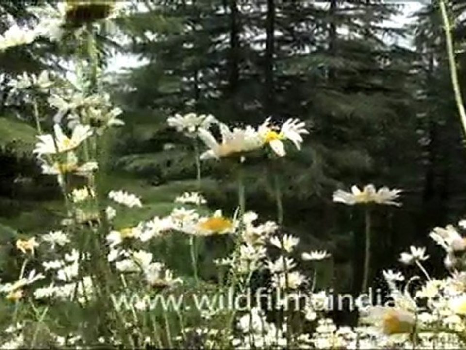 Wild Daisies