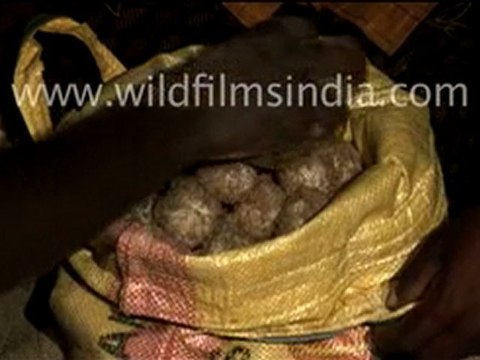 Eggs of Olive ridley turtle