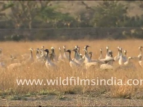 Group of flamingos in Sambhar Lake, Rajasthan