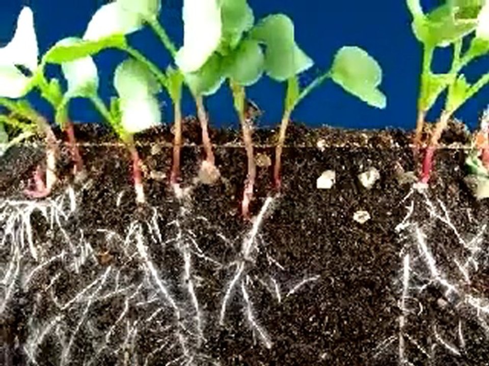 Hızlandırılmış video   Tohumların köklenmesi ve çimlenmesi
