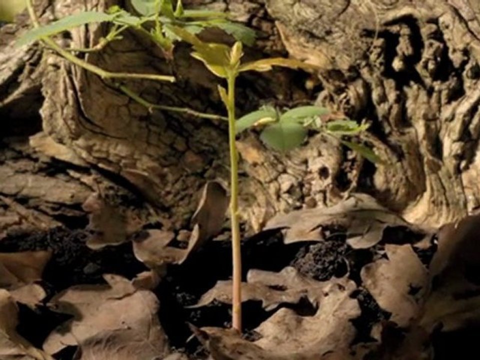 Tohumdan Fidana   Ilginc videolar