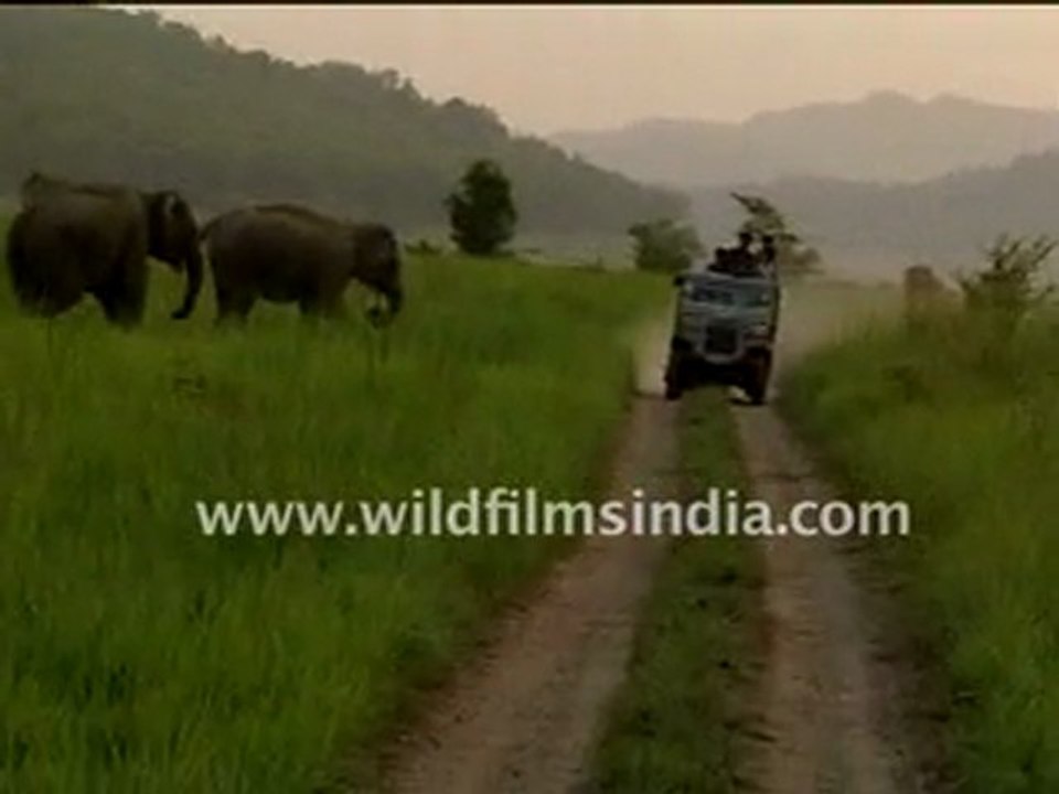 elephant 8-MPEG-4 800Kbps Streaming