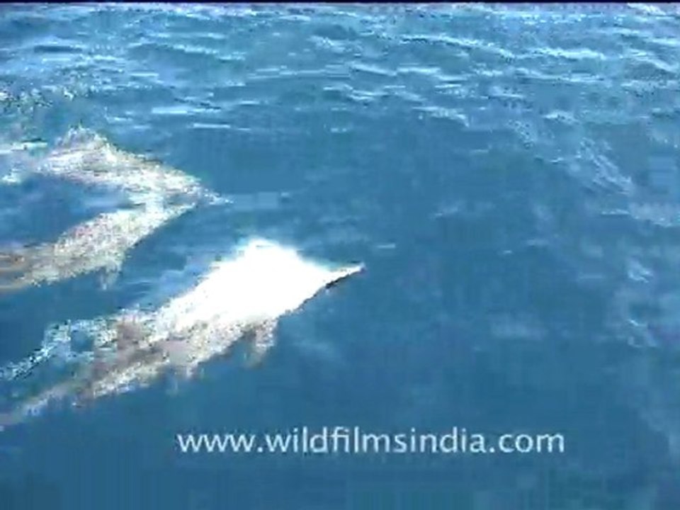Dolphins in Indian Ocean