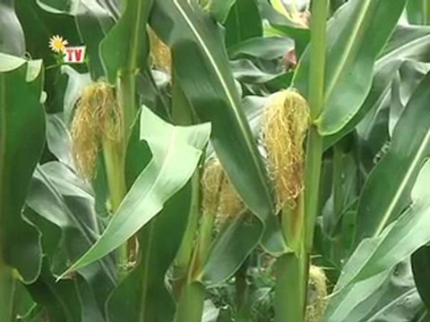 JT Vendee agricole TV du vendredi 22 juillet 2011