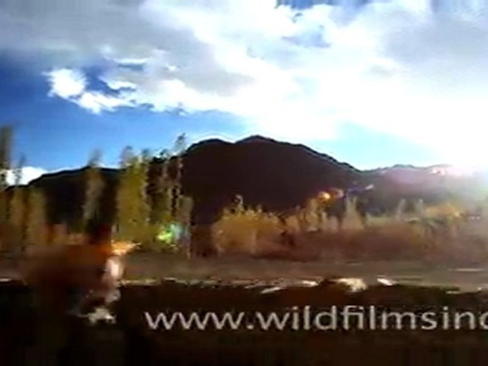Landscapes of Ladakh