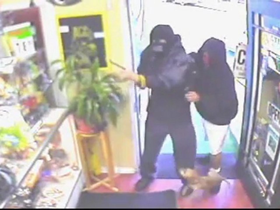 Danger : Chihuahua à bord !