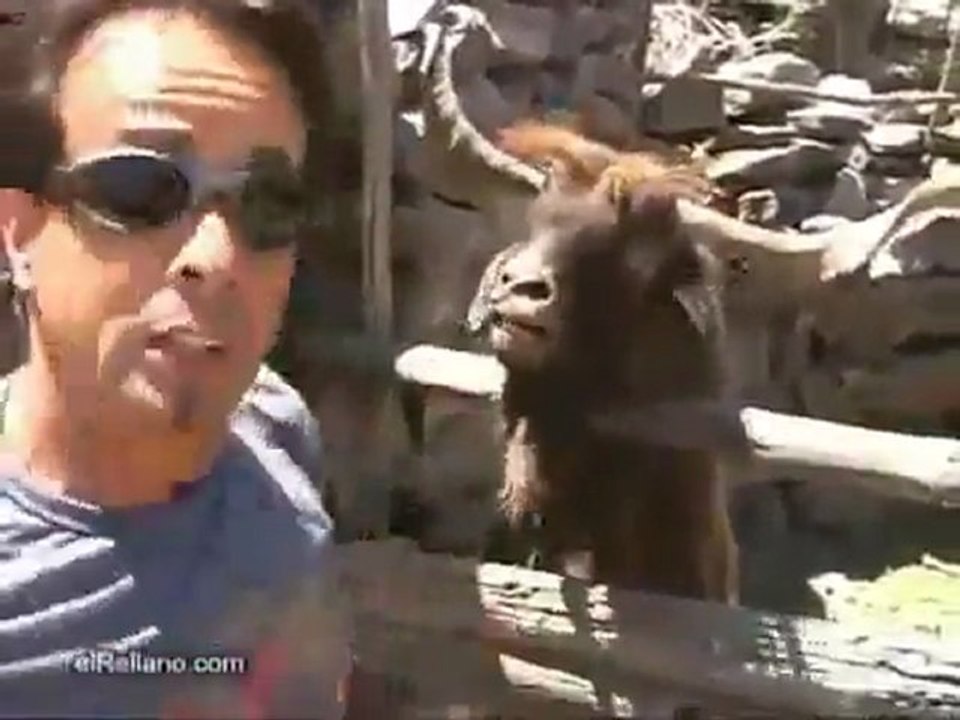 Funny Ibex