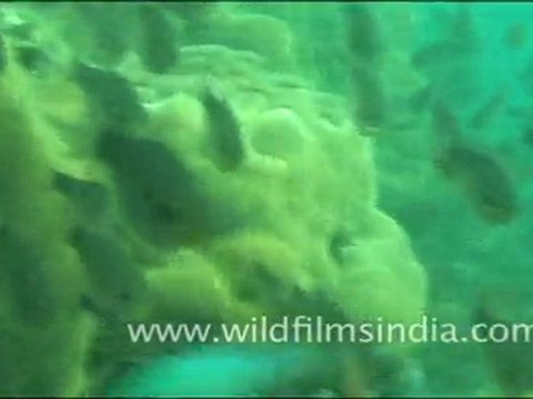Fishes in Andaman