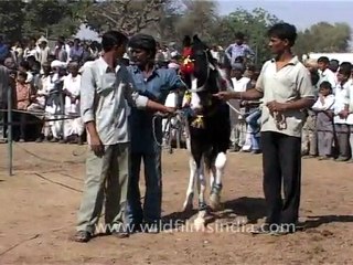 Horse trading at Pushkar Fair