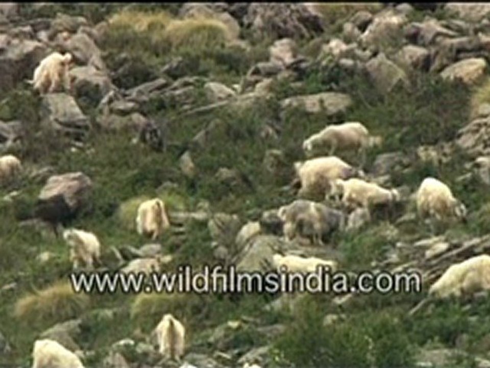 goat-2 MPEG-4 800Kbps