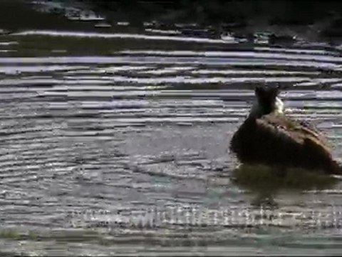 Red-wattled Lapwing in Haryana