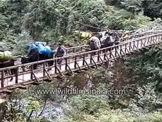 Bridge Without Support At Darjeeling