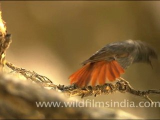 Plumbeous Redstart displaying