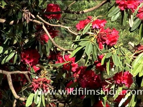 Rhododendron arboreum Trees