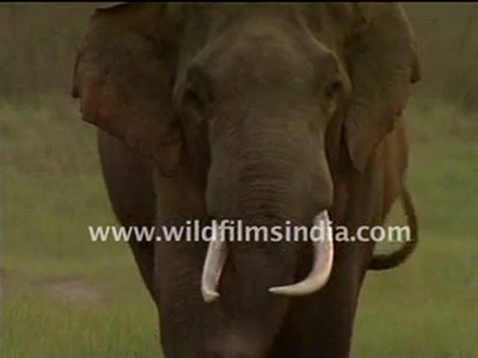 Elephas maximus, on the move in a grassland