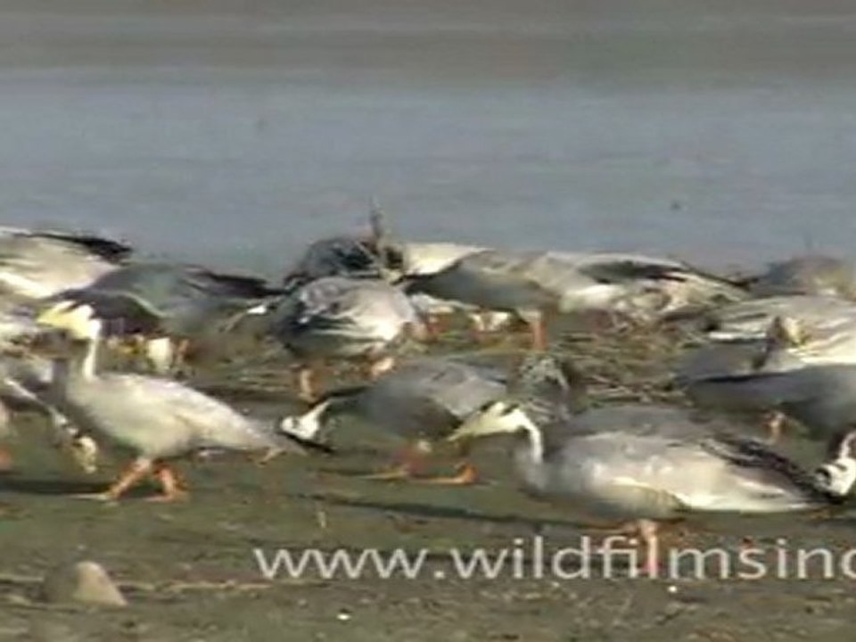 Geese