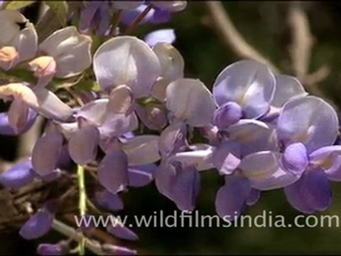 Wisteria Creeper in Landour