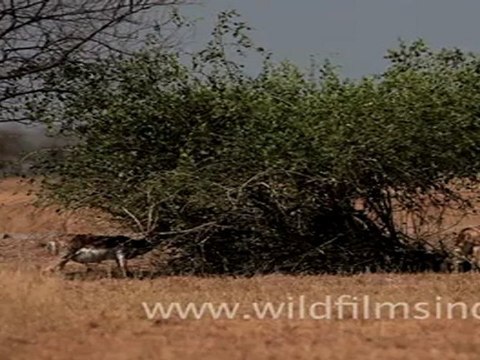 Blackbuck grazing on grass in Velavadar National Park