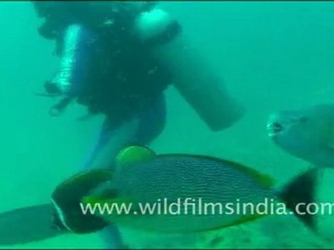 Butterfly Fish, Andaman