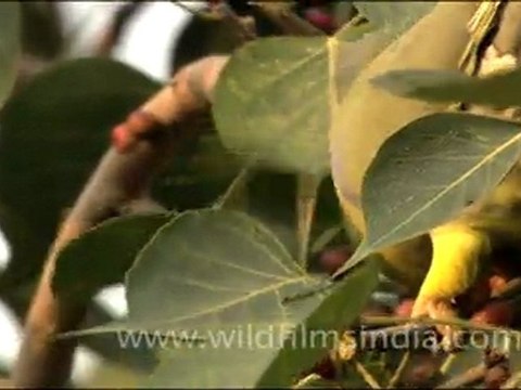 Yellow Legged Green Pigeon sitting on Peepal Tree