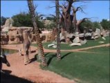 La jirafa nacida en Bioparc Valencia hace 2 semanas sale por primera vez a la sabana