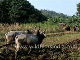 Sustainable rural irrigation, Rajasthan