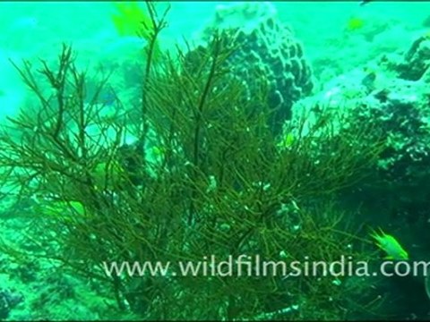 Fishes in Andaman