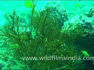 Fishes in Andaman