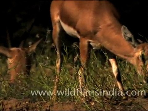 Animals in Tal Chappar Sanctuary, Rajasthan