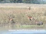 Hard ground Barasingha at Kanha