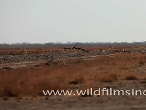 Herd of Black Buck in Velavadar Black Buck National Park