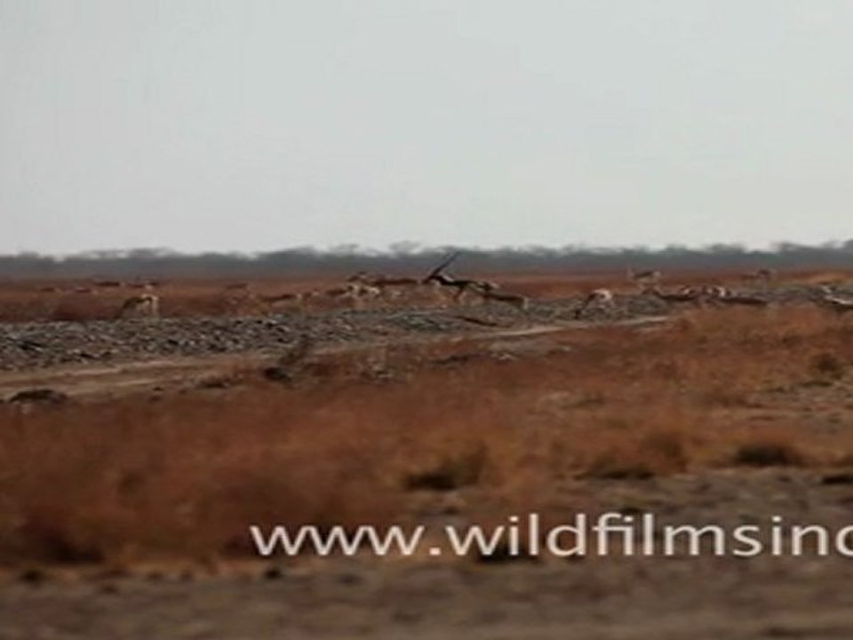 Herd of Black Buck in Velavadar Black Buck National Park