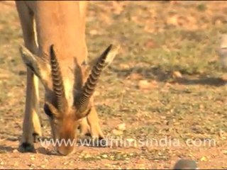 Chinkara with Group of Peafowl, Rajasthan
