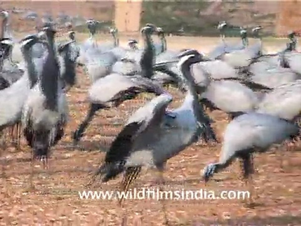 Koonj or Demoiselle Cranes