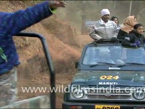 Red Junglefowl in Bandhavgarh National Reserve, Madhya Pradesh
